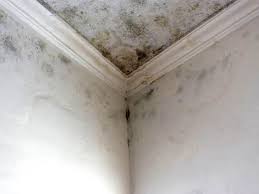 Best Basement Mold Removal in Eagle Mountain, UT