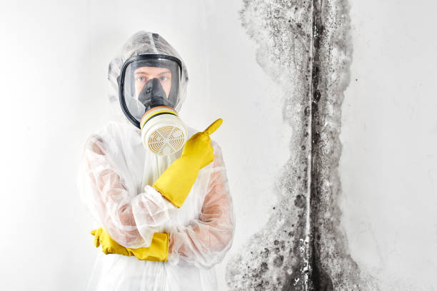 Reliable Eagle Mountain, UT Mold Removal Solutions