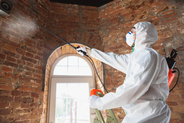 Best Mold Odor Removal Services in Eagle Mountain, UT